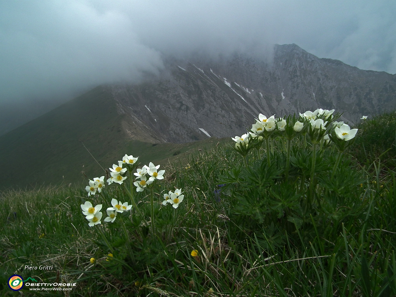 39 Anemoni narcissiflora con vista in Pizzo di Roncobello....JPG